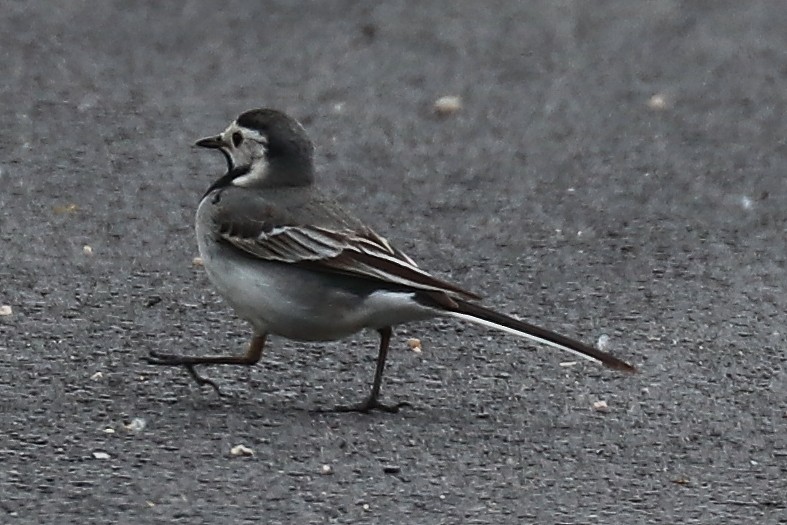 White Wagtail - ML102010291