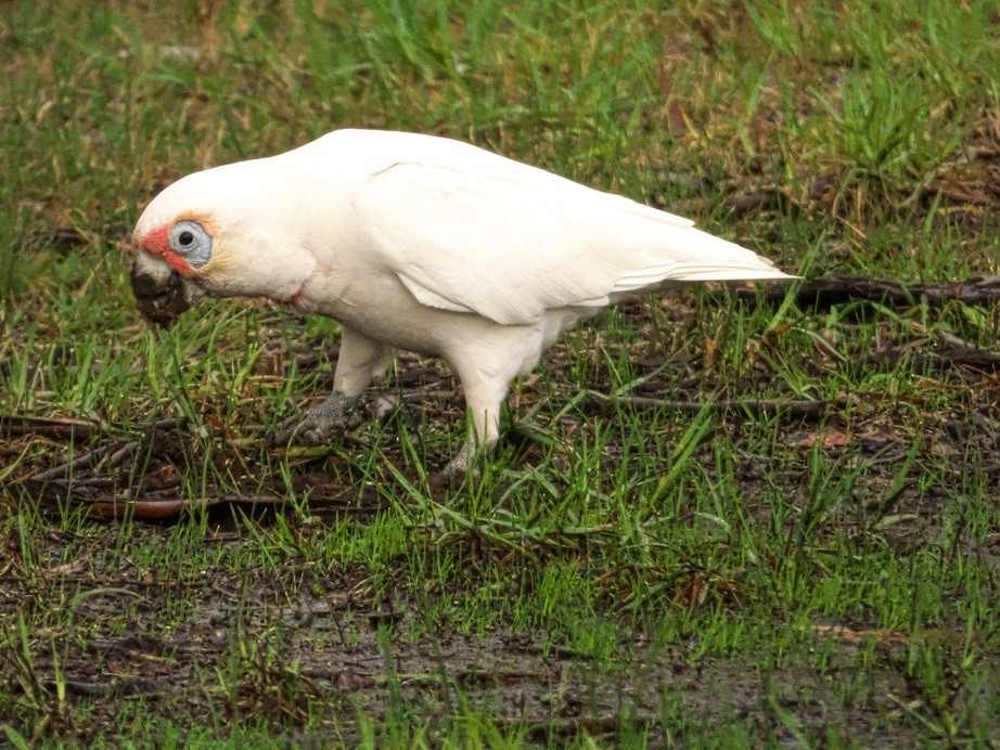 Long-billed Corella - ML102010751