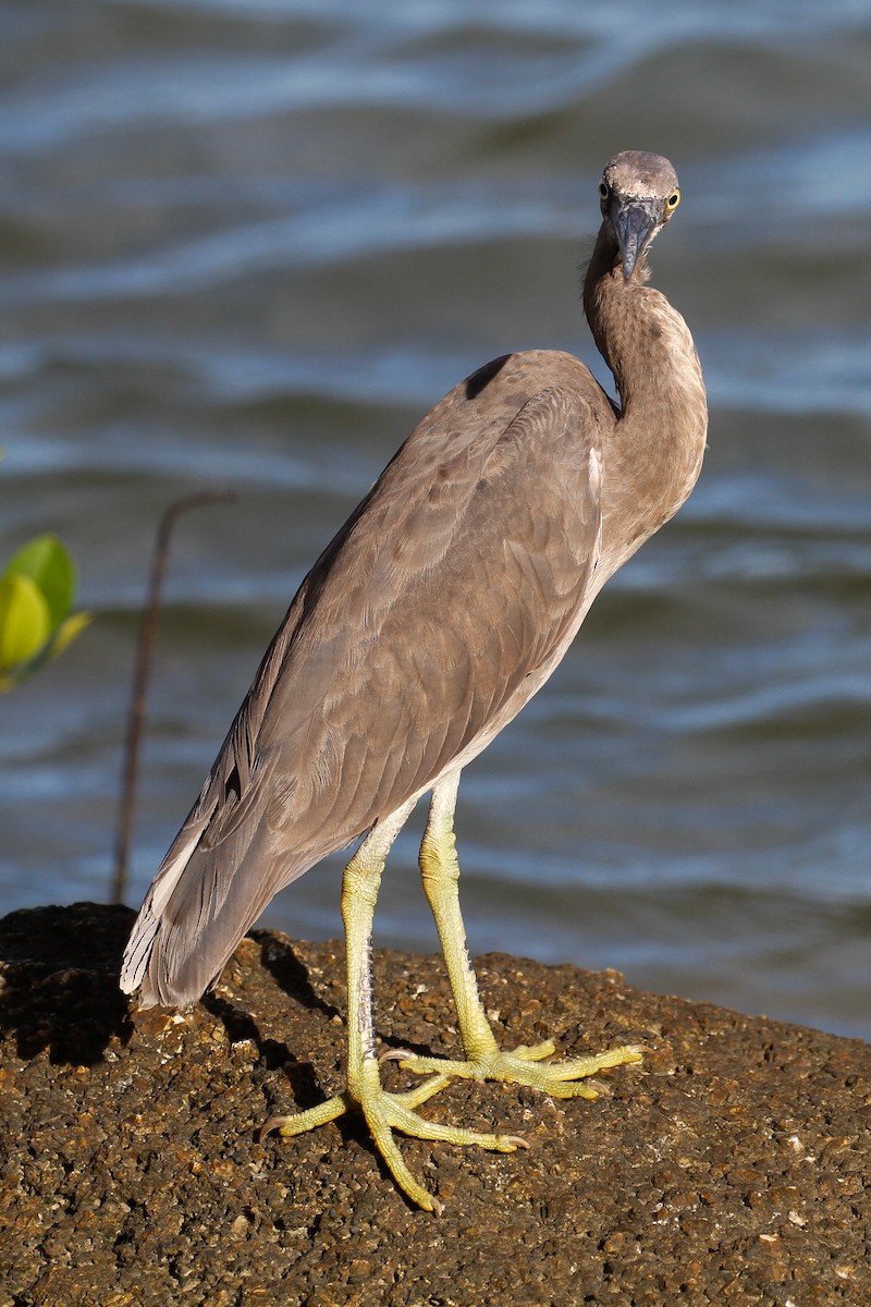 Pacific Reef-Heron - ML102011291