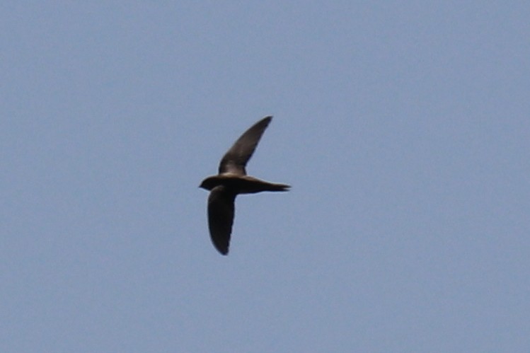 Common Swift - ML102011451