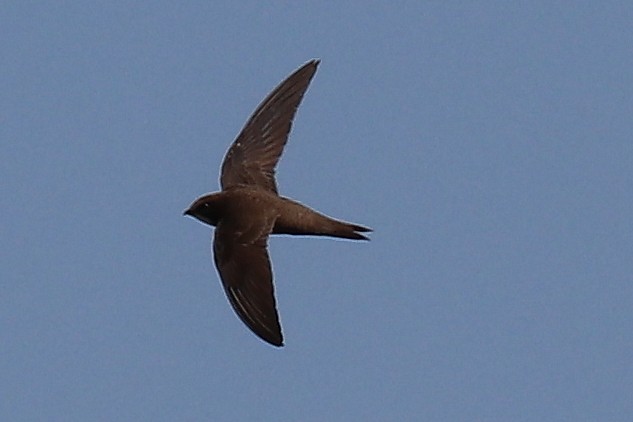 Common Swift - Bruce Kerr