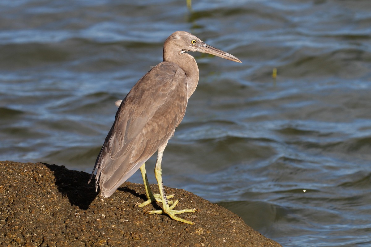 Pacific Reef-Heron - James Kennerley