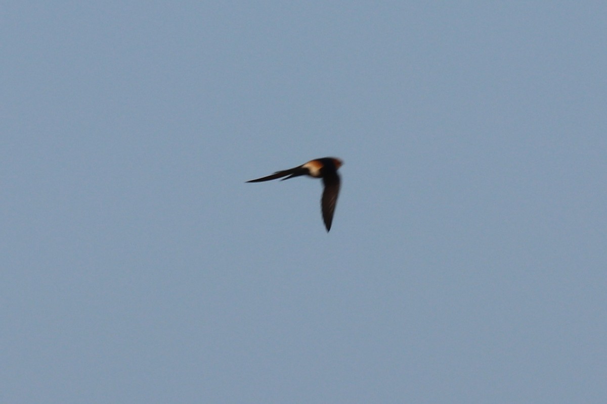 Red-rumped Swallow - Bruce Kerr