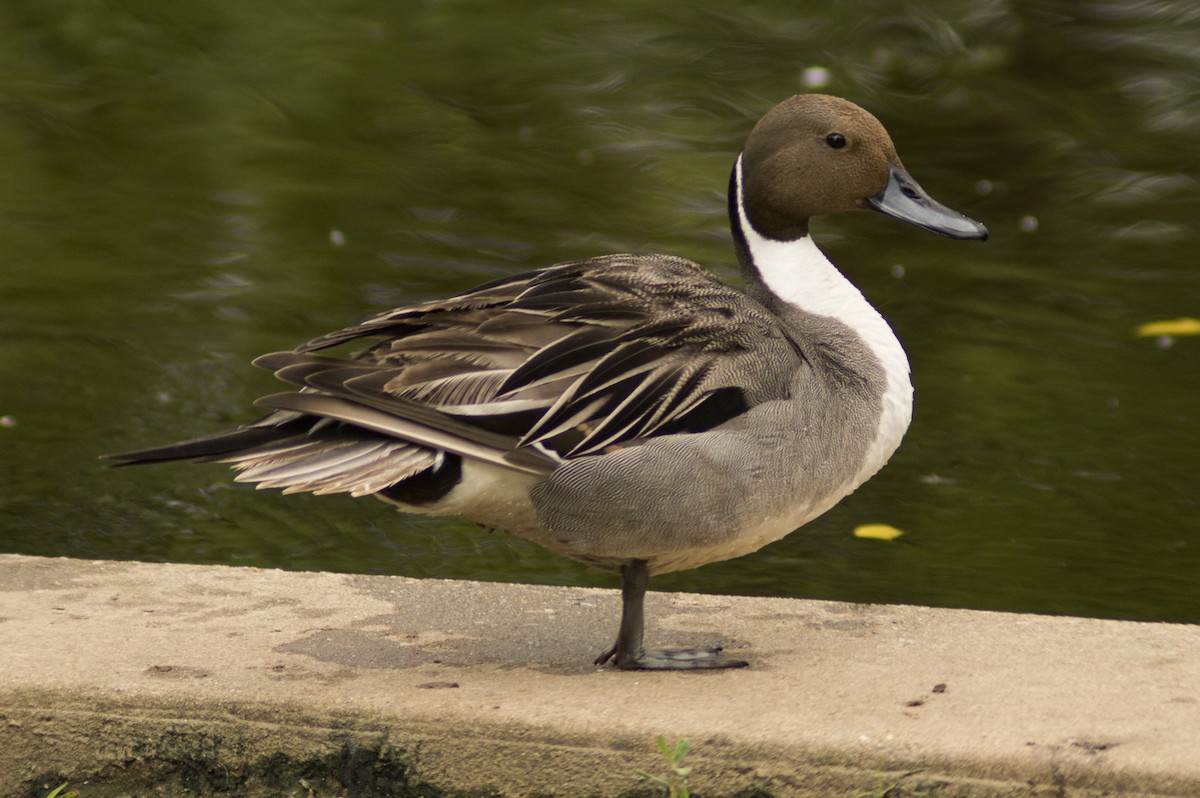 Northern Pintail - Cory Cone