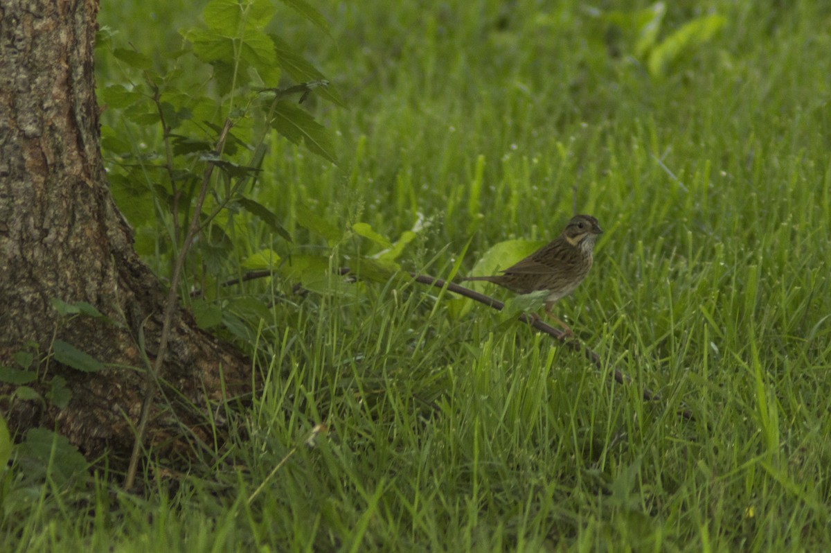 Lincoln's Sparrow - ML102012691