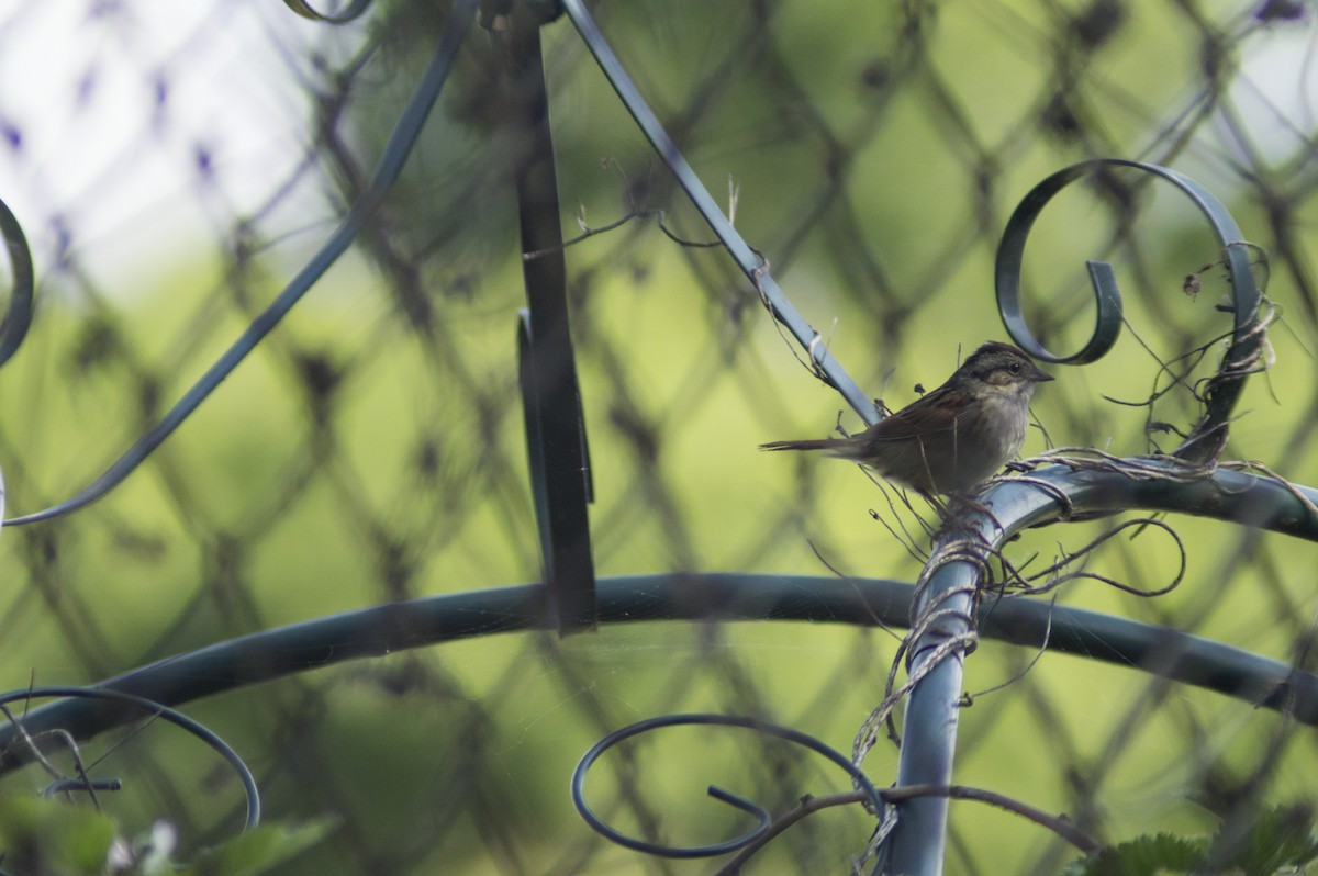 Swamp Sparrow - Cory Cone