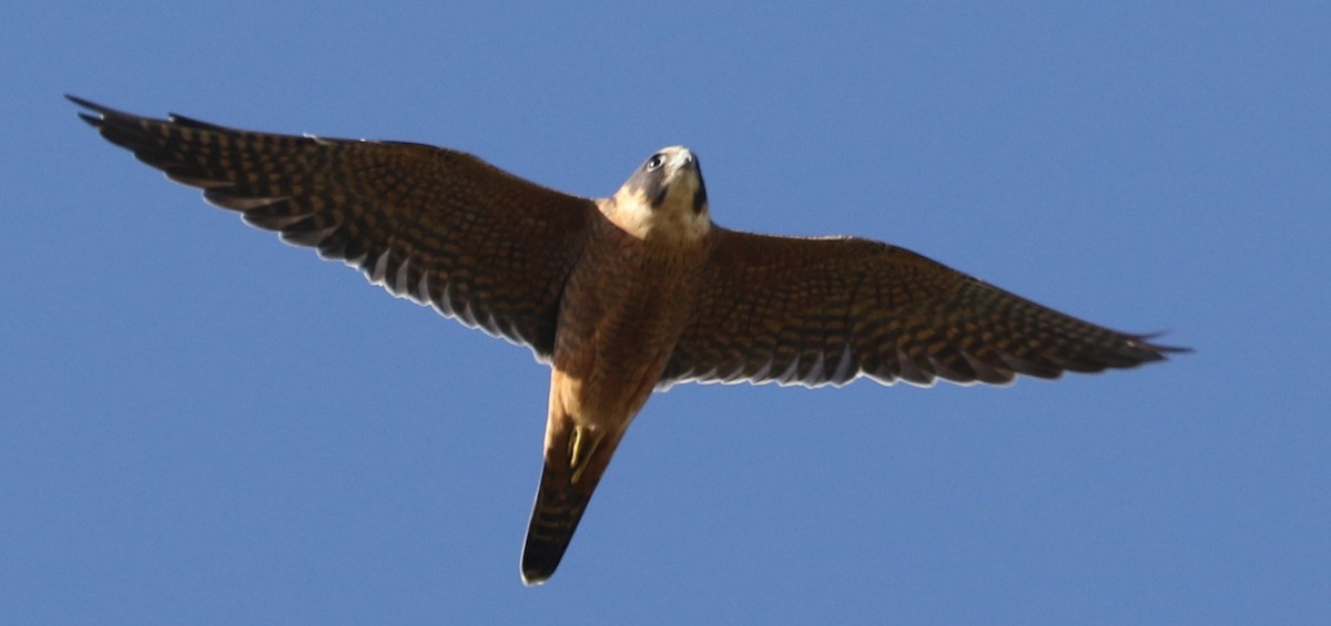 Australian Hobby - ML102014151