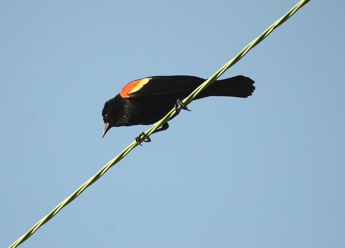 Red-winged Blackbird - ML102014311