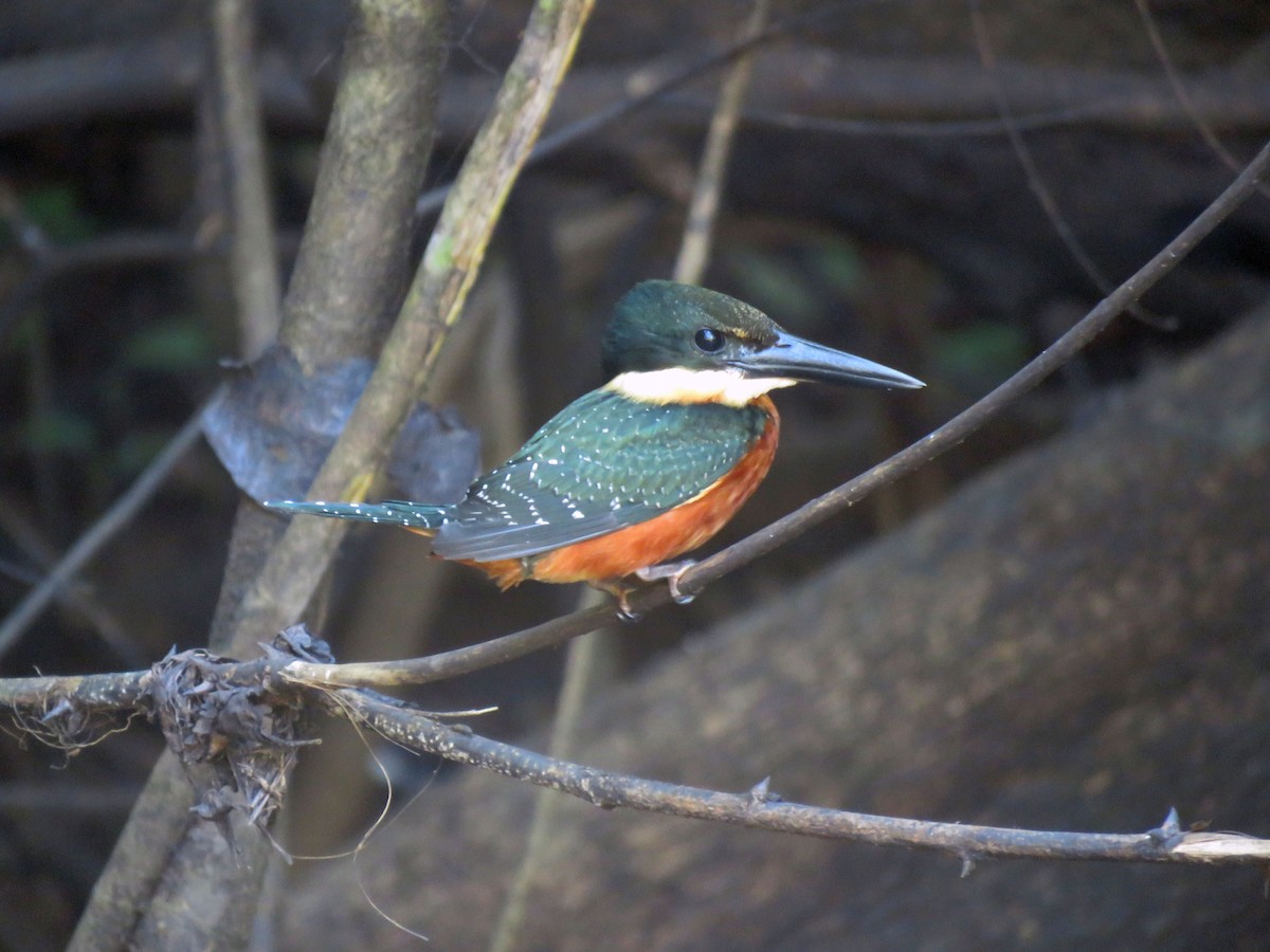 Green-and-rufous Kingfisher - Vincent Vos