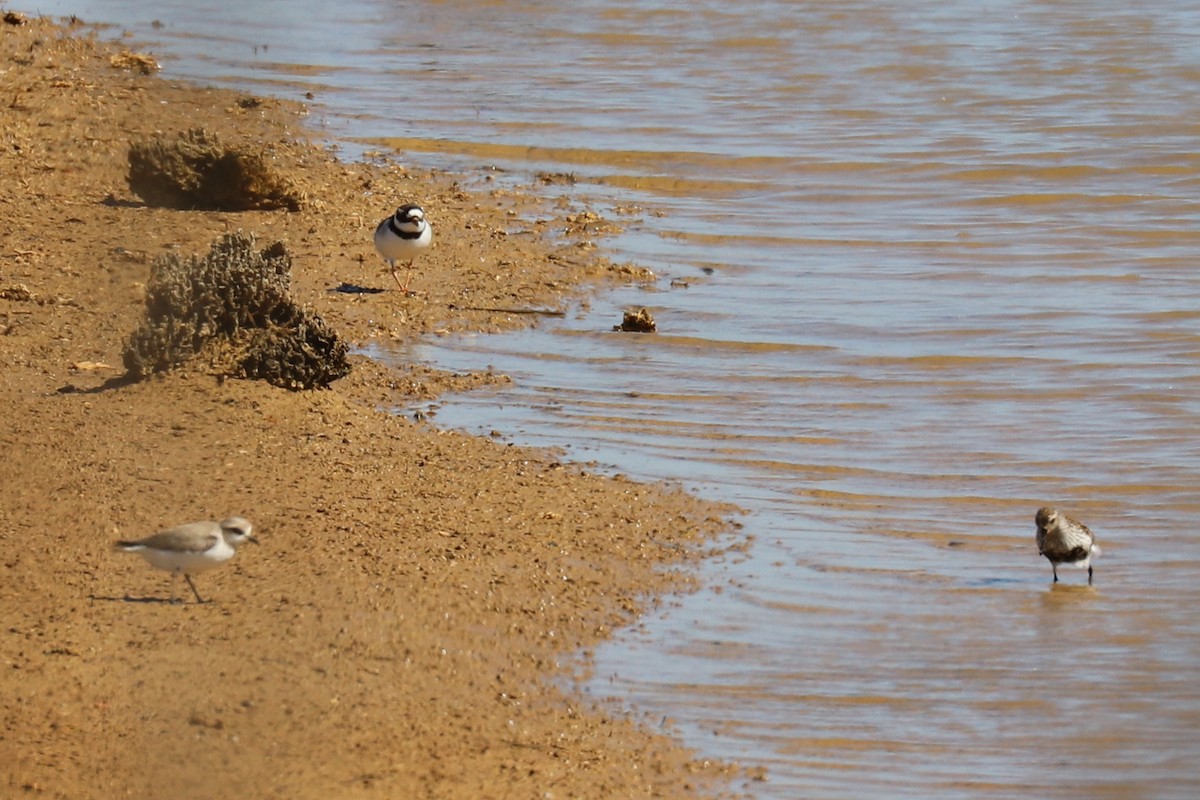 Kentish Plover - ML102015161