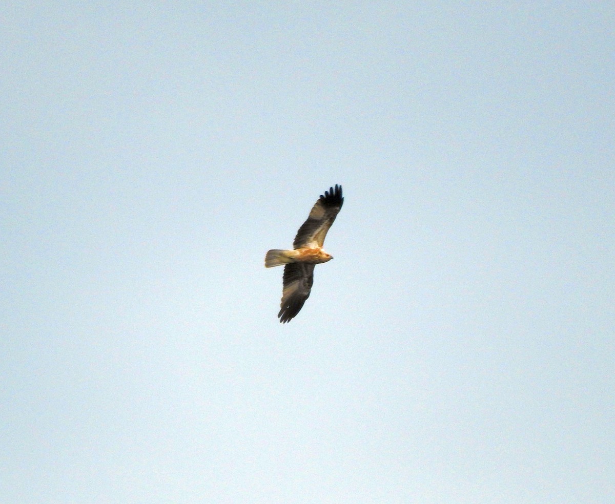 Whistling Kite - Chris Burwell