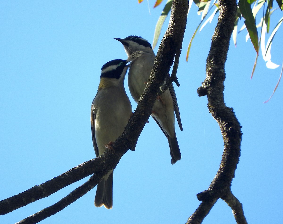 Black-chinned Honeyeater - ML102015481