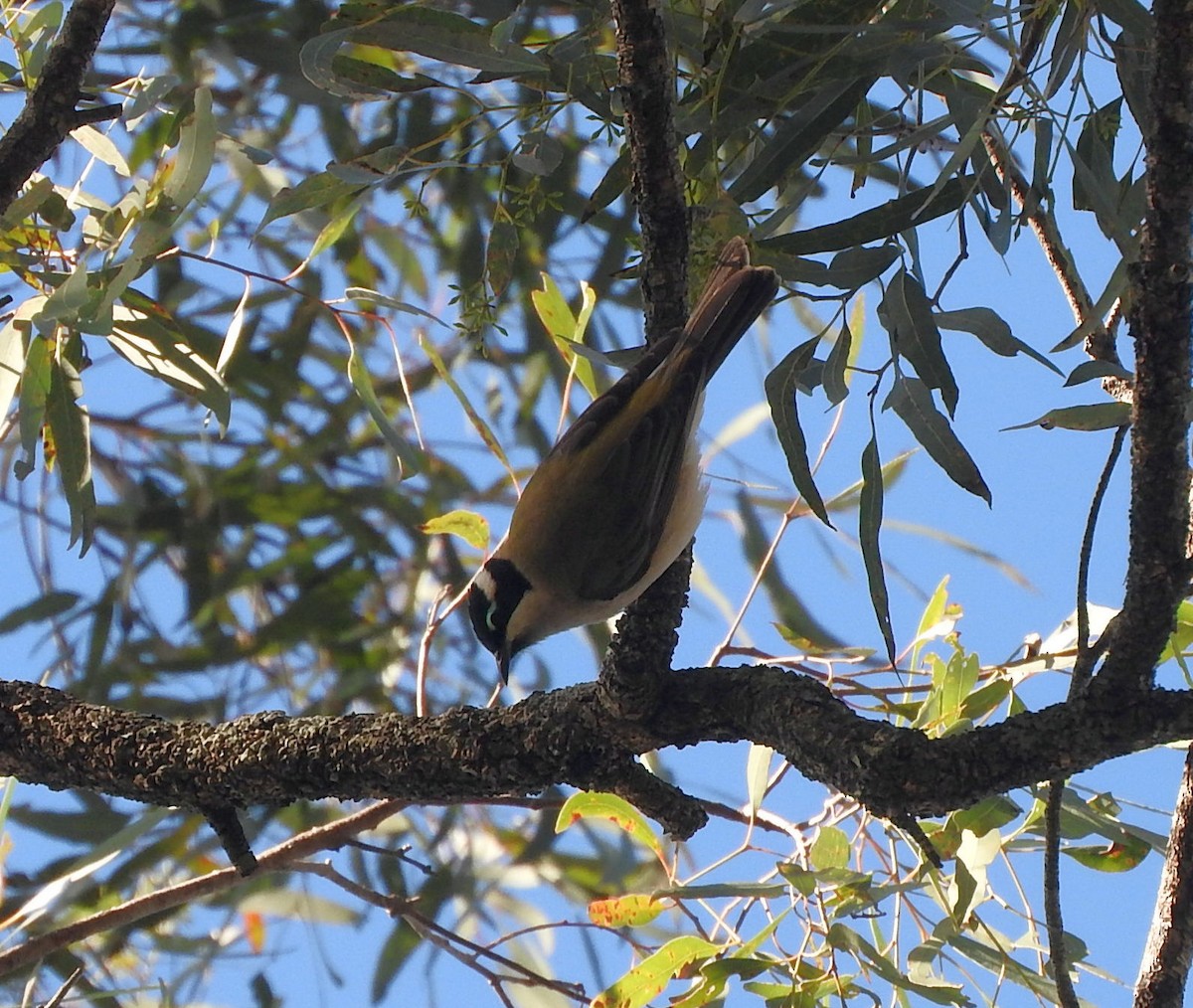 Black-chinned Honeyeater - Chris Burwell