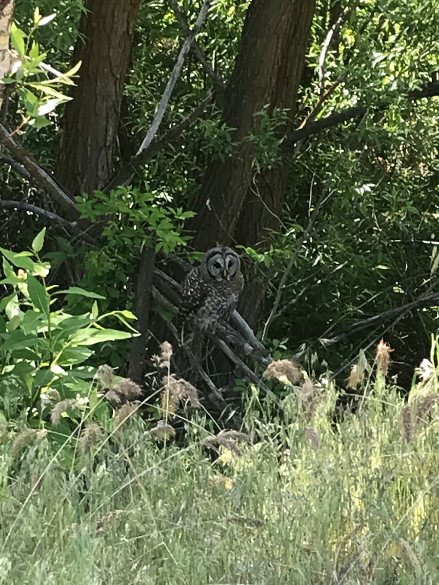 Barred Owl - ML102015611