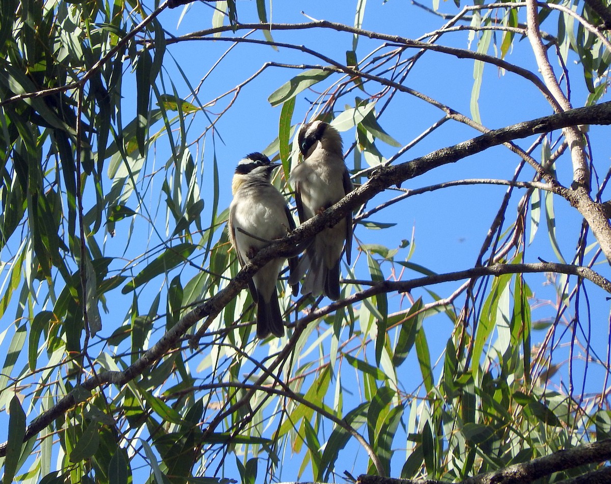 Black-chinned Honeyeater - ML102015641