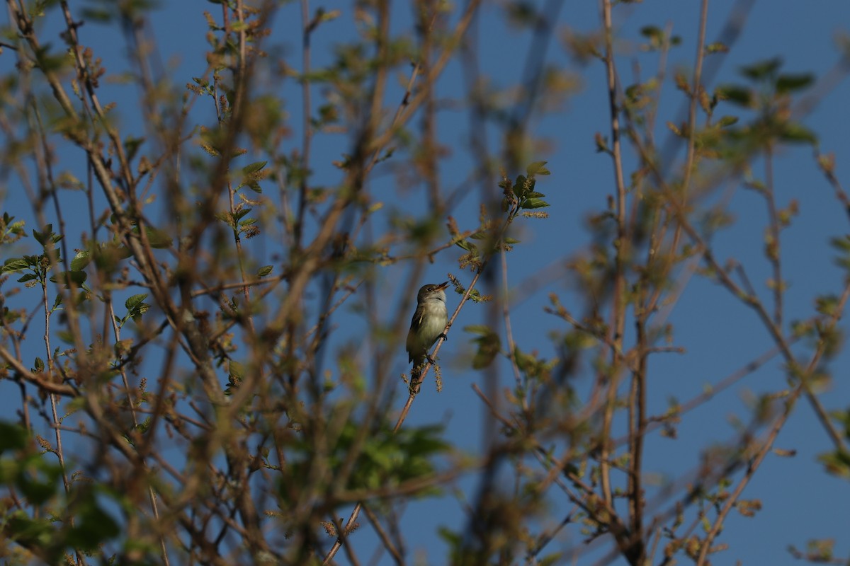 Willow Flycatcher - ML102020981