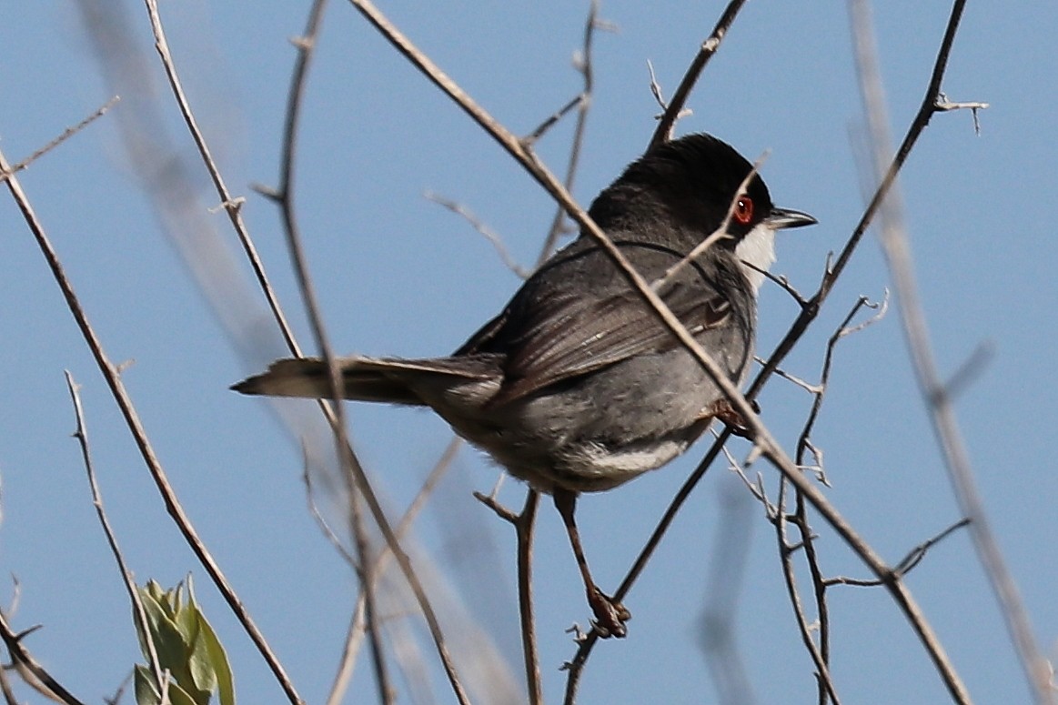 Sardinian Warbler - Bruce Kerr