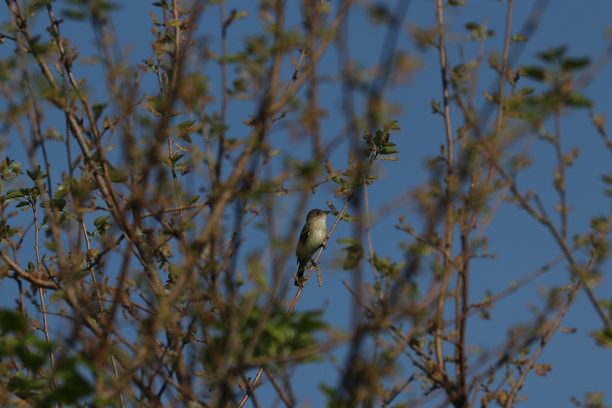 Willow Flycatcher - ML102021041