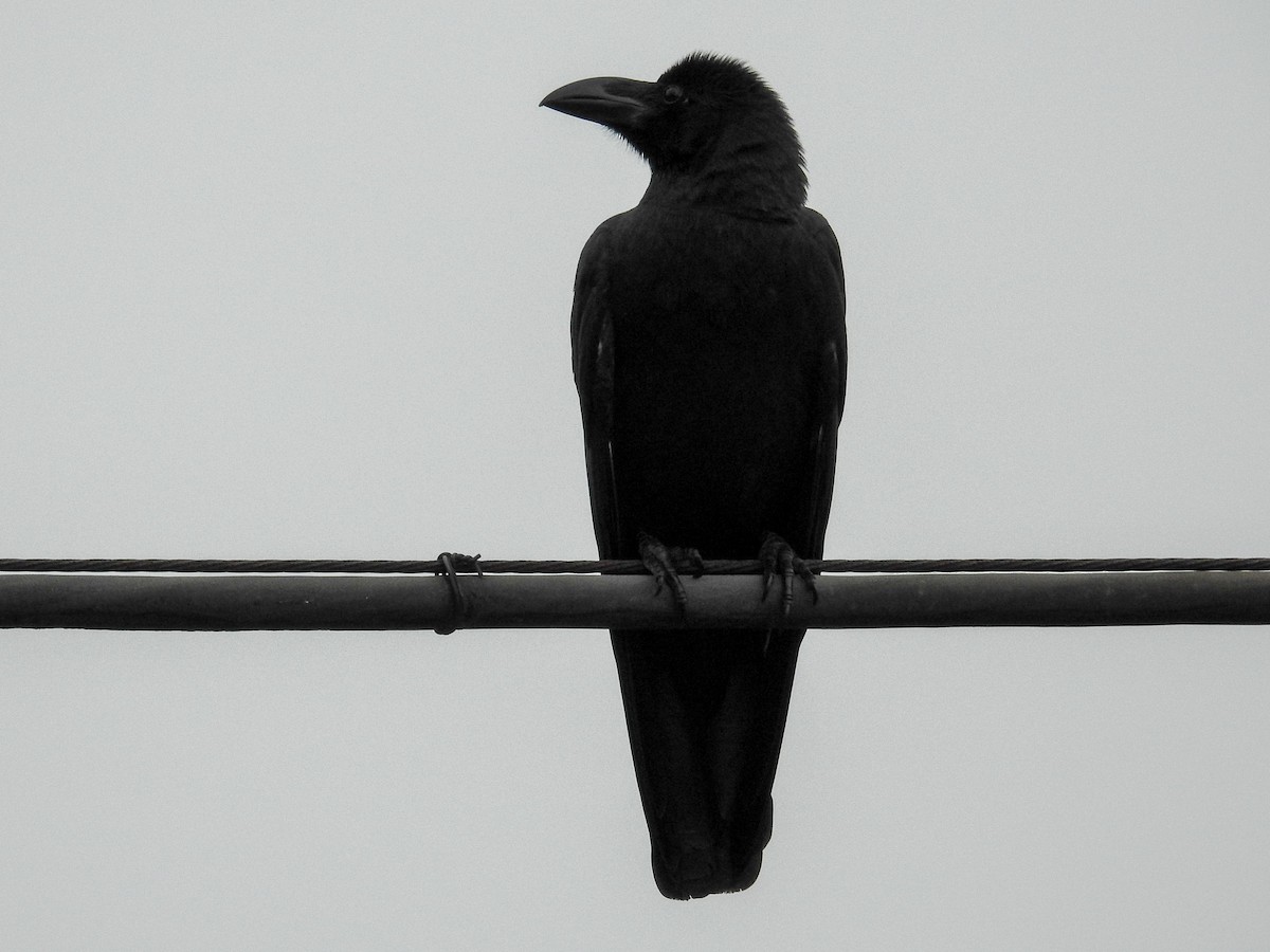 Large-billed Crow - ML102022021