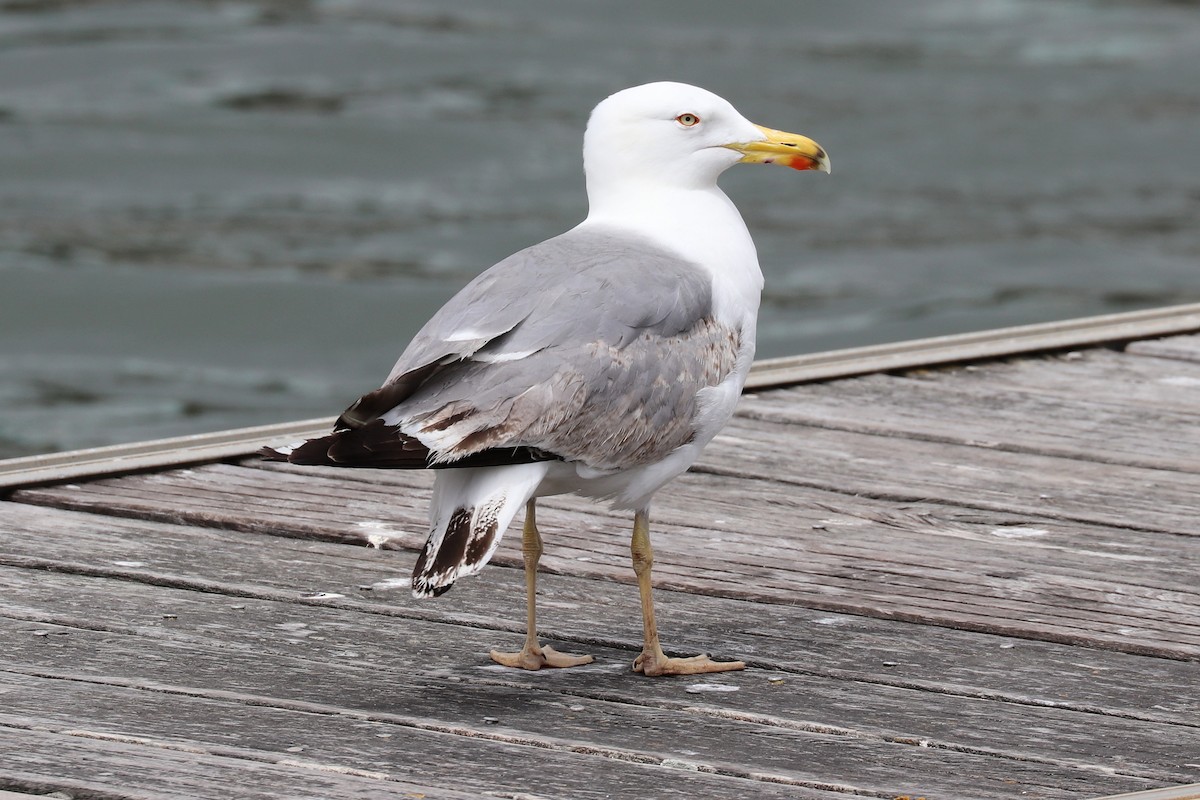 Yellow-legged Gull - ML102022141