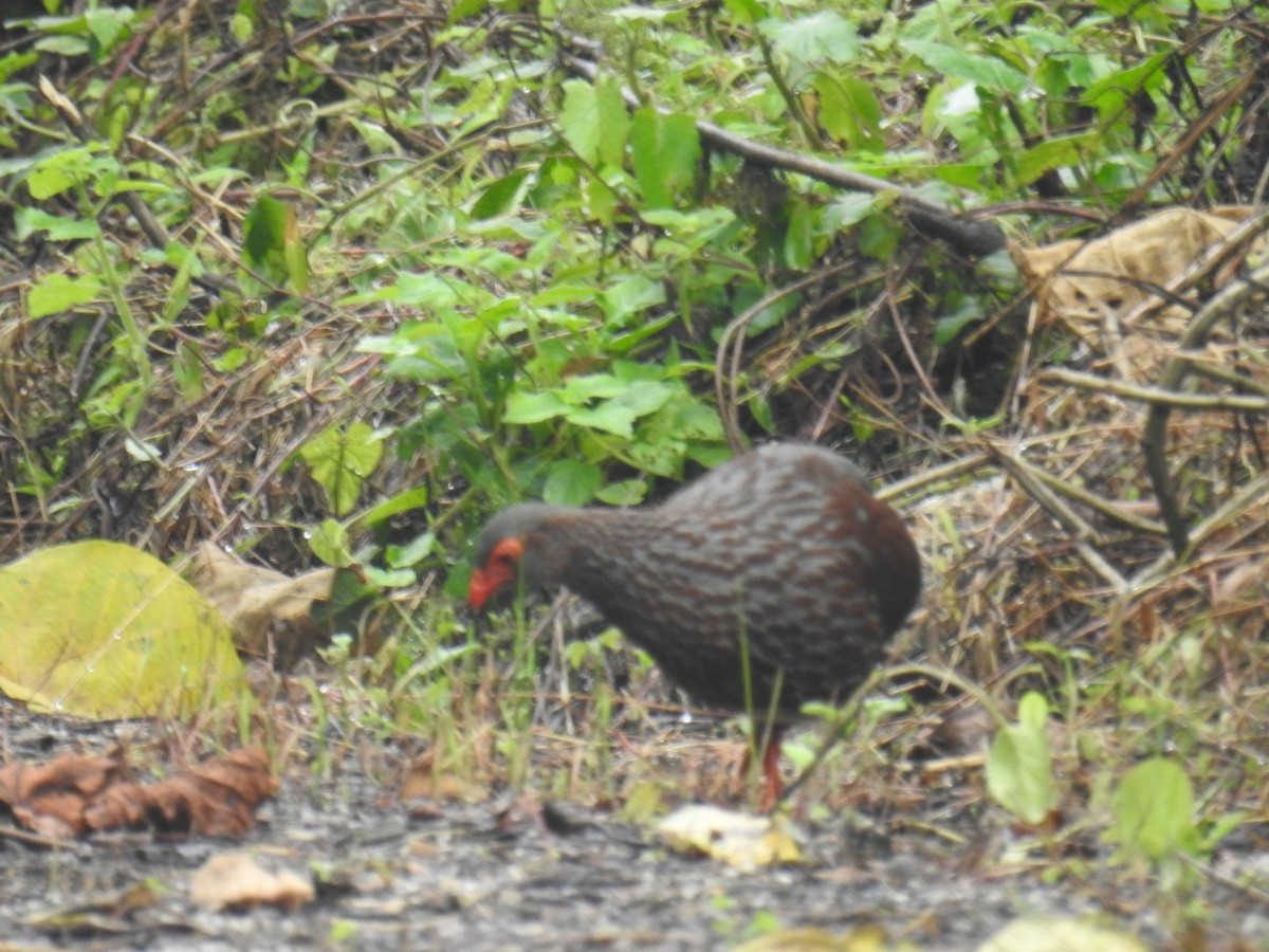 Handsome Spurfowl - ML102024631