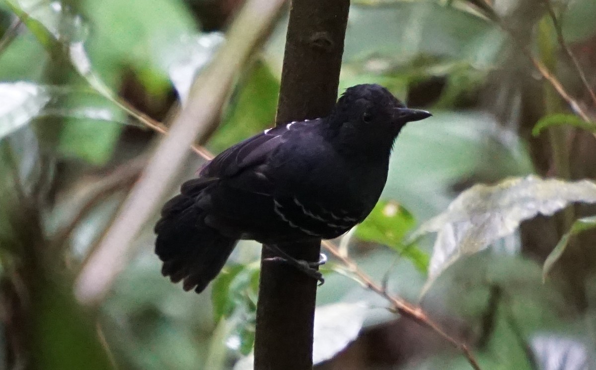 Black-headed Antbird (Amazonas) - ML102025111