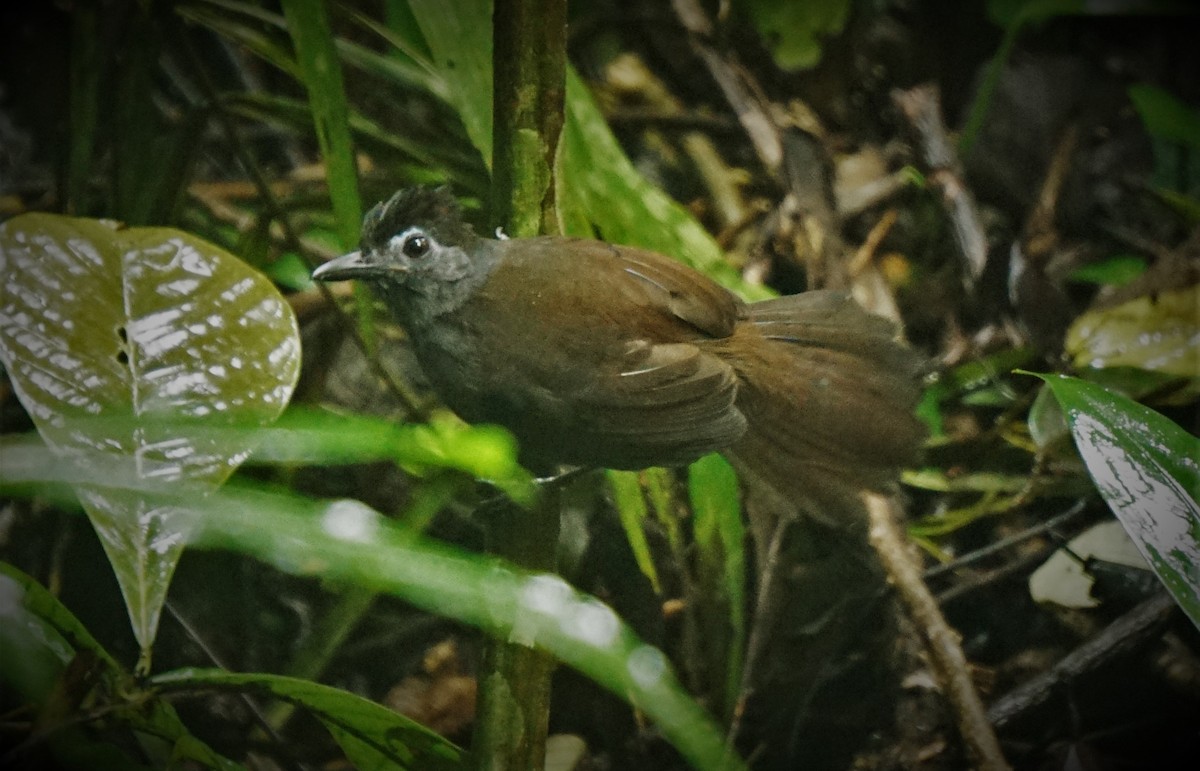 Sooty Antbird - Anthony Giardenelli