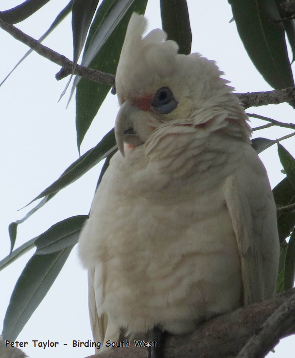 Western Corella - Peter Taylor (ex Birding SW)