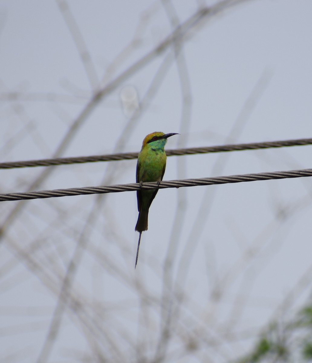 Asian Green Bee-eater - Yogeswarie Sreedharan