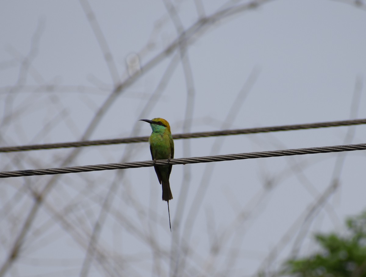 Asian Green Bee-eater - Yogeswarie Sreedharan