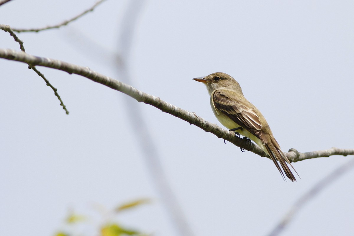 Willow Flycatcher - Kyle Lima