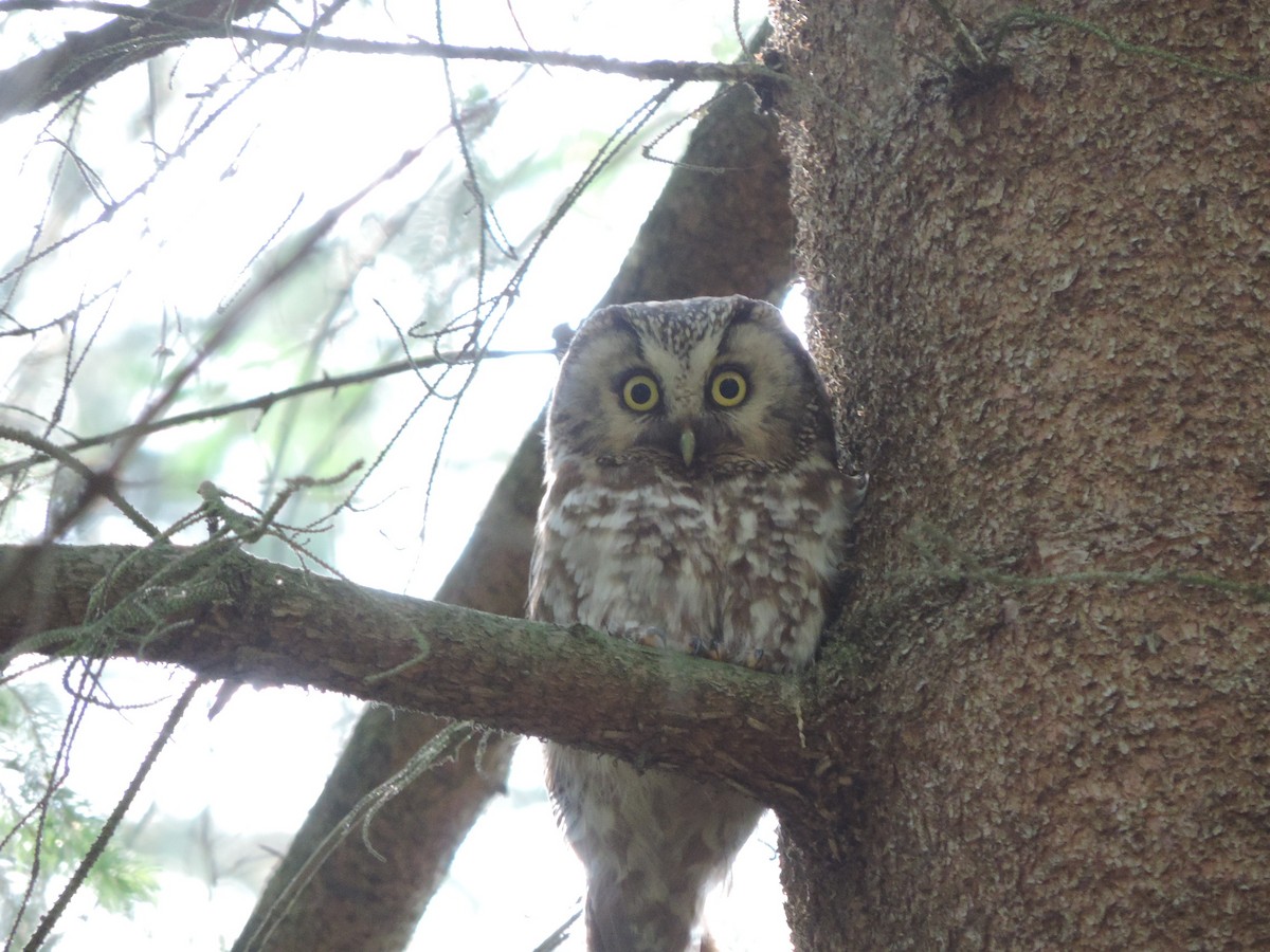 Boreal Owl - ML102031511