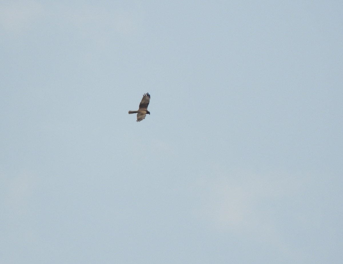 Western Marsh Harrier - ML102032241