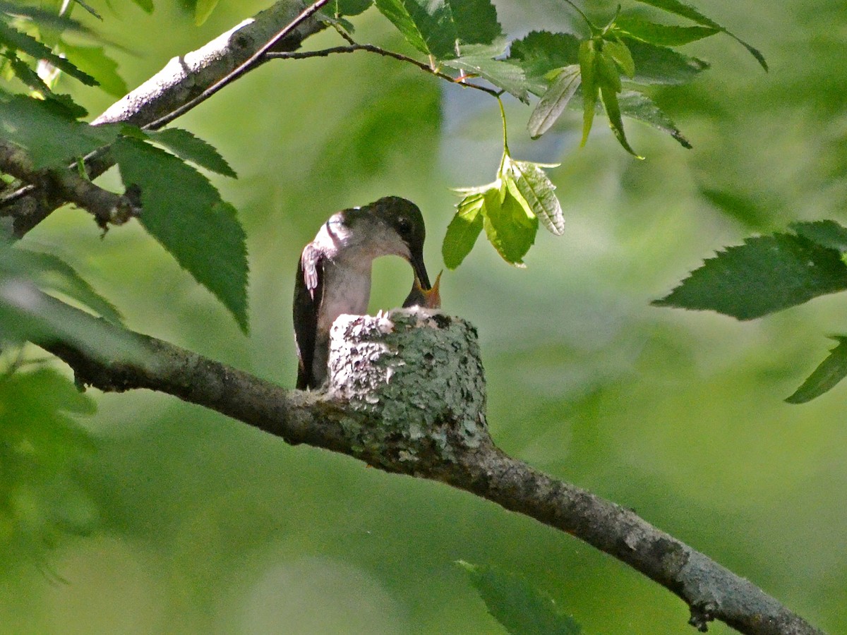 Ruby-throated Hummingbird - Jim Easton