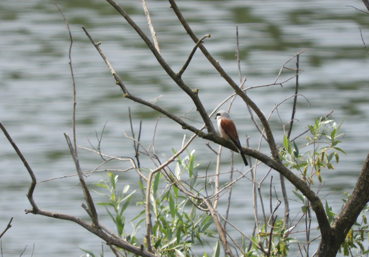 Red-backed Shrike - Miroslav Mareš