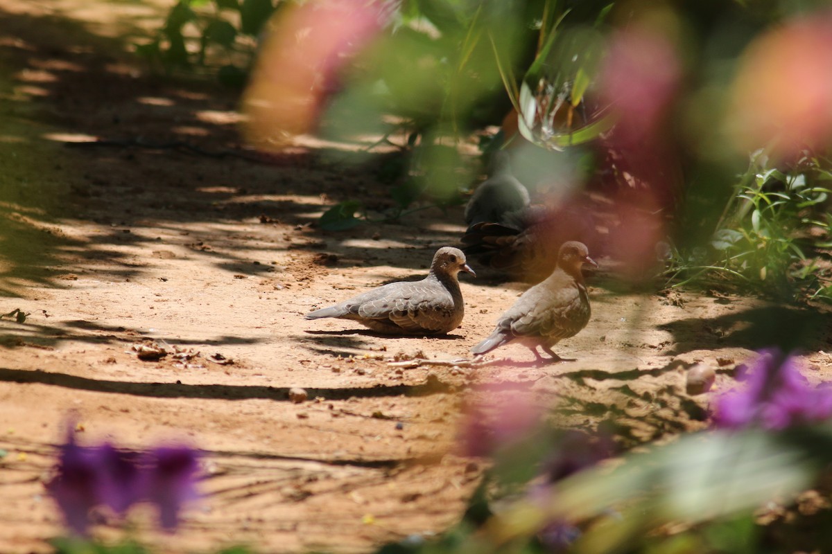 ground dove/Inca Dove - Observadores de Aves  del Valle de San Quintín