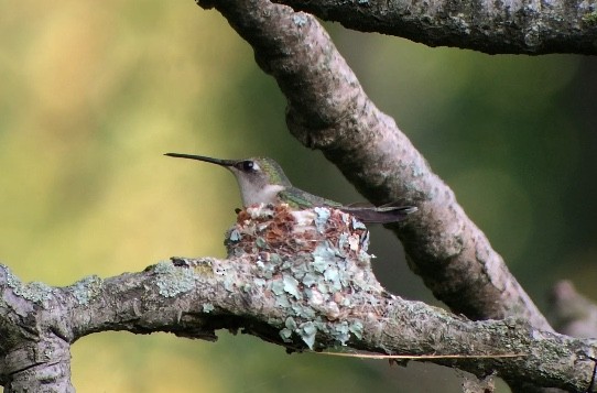 Ruby-throated Hummingbird - Patrick McGill