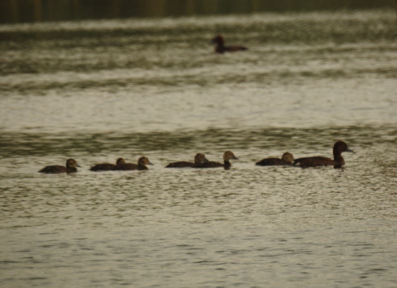 Ferruginous Duck - ML102034291