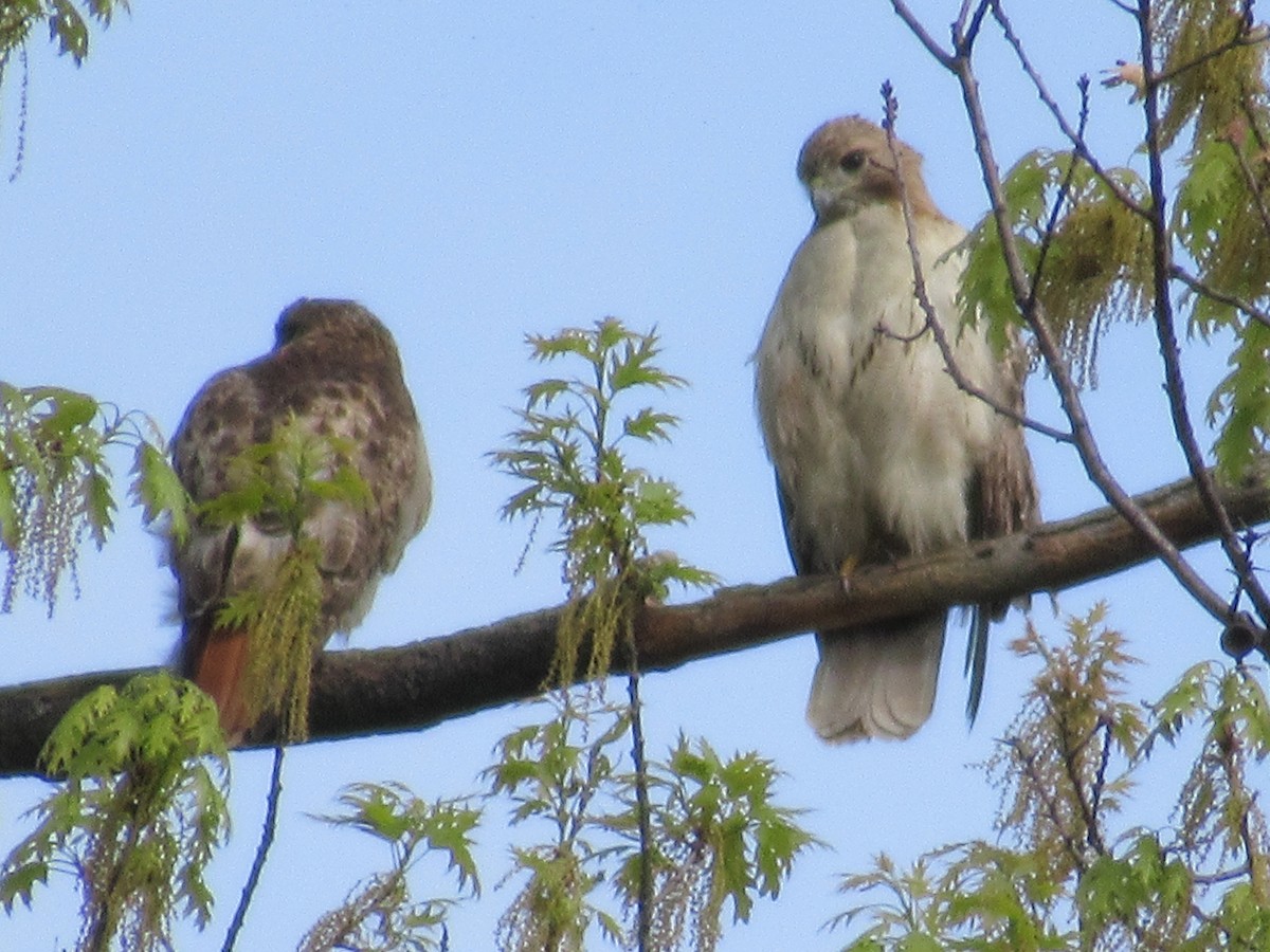 Rotschwanzbussard - ML102034321