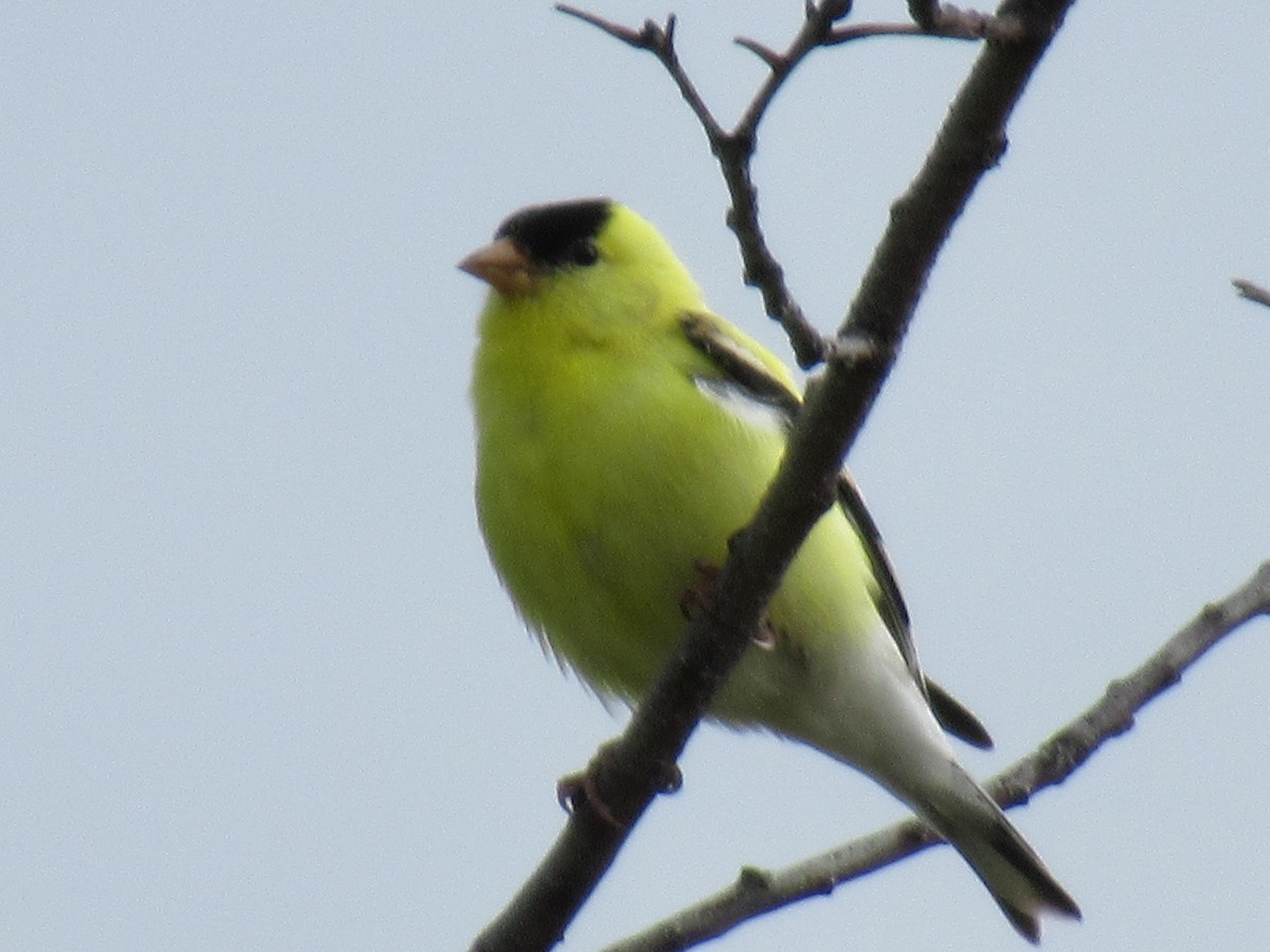 Chardonneret jaune - ML102034381