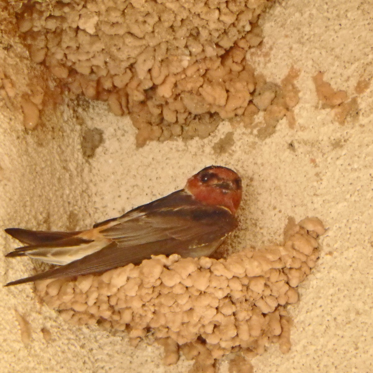 Cliff Swallow - ML102035491