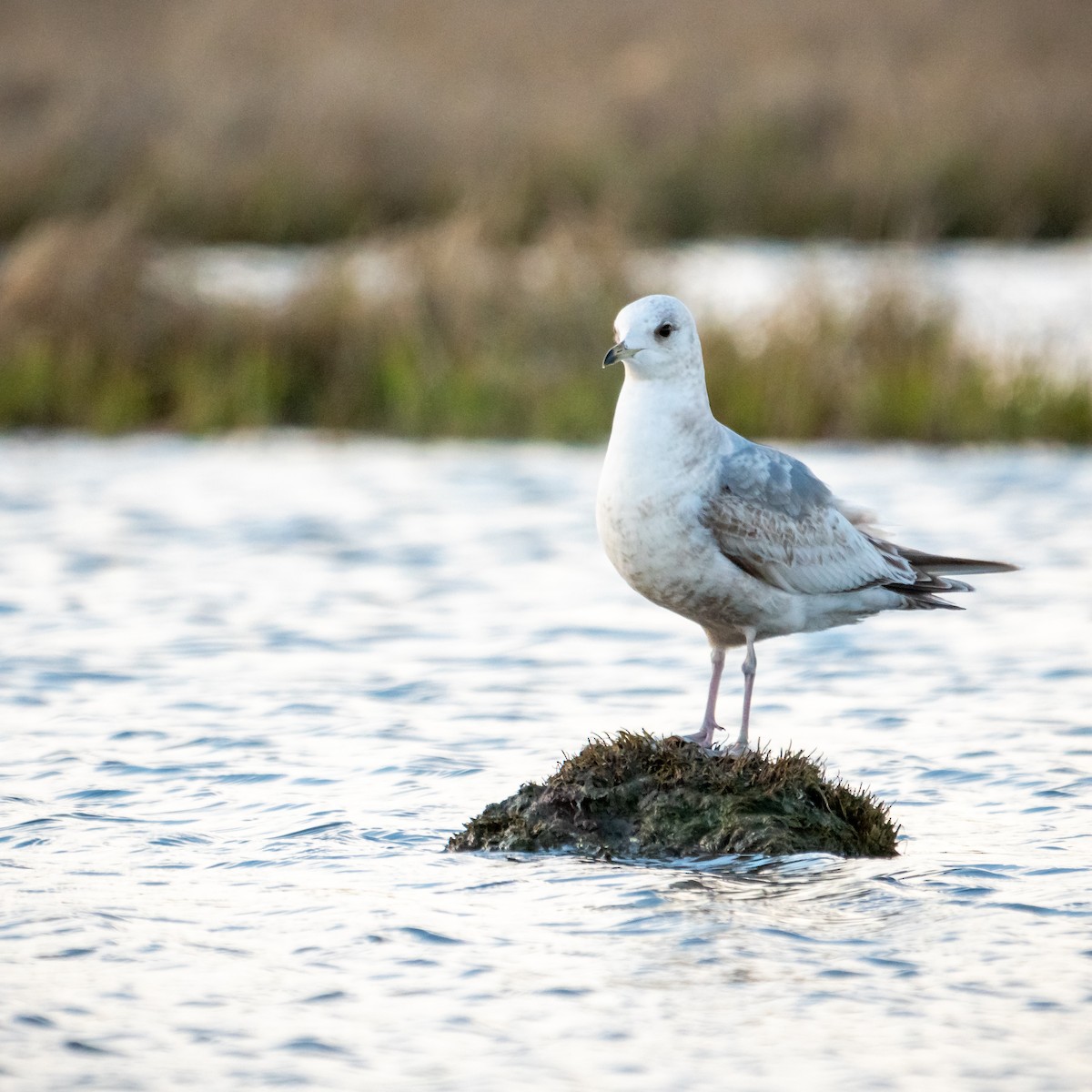 Short-billed Gull - ML102036531