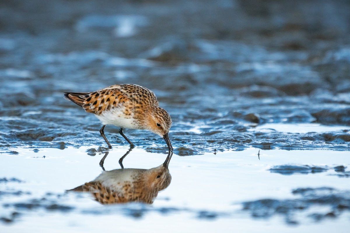 Little Stint - ML102037001