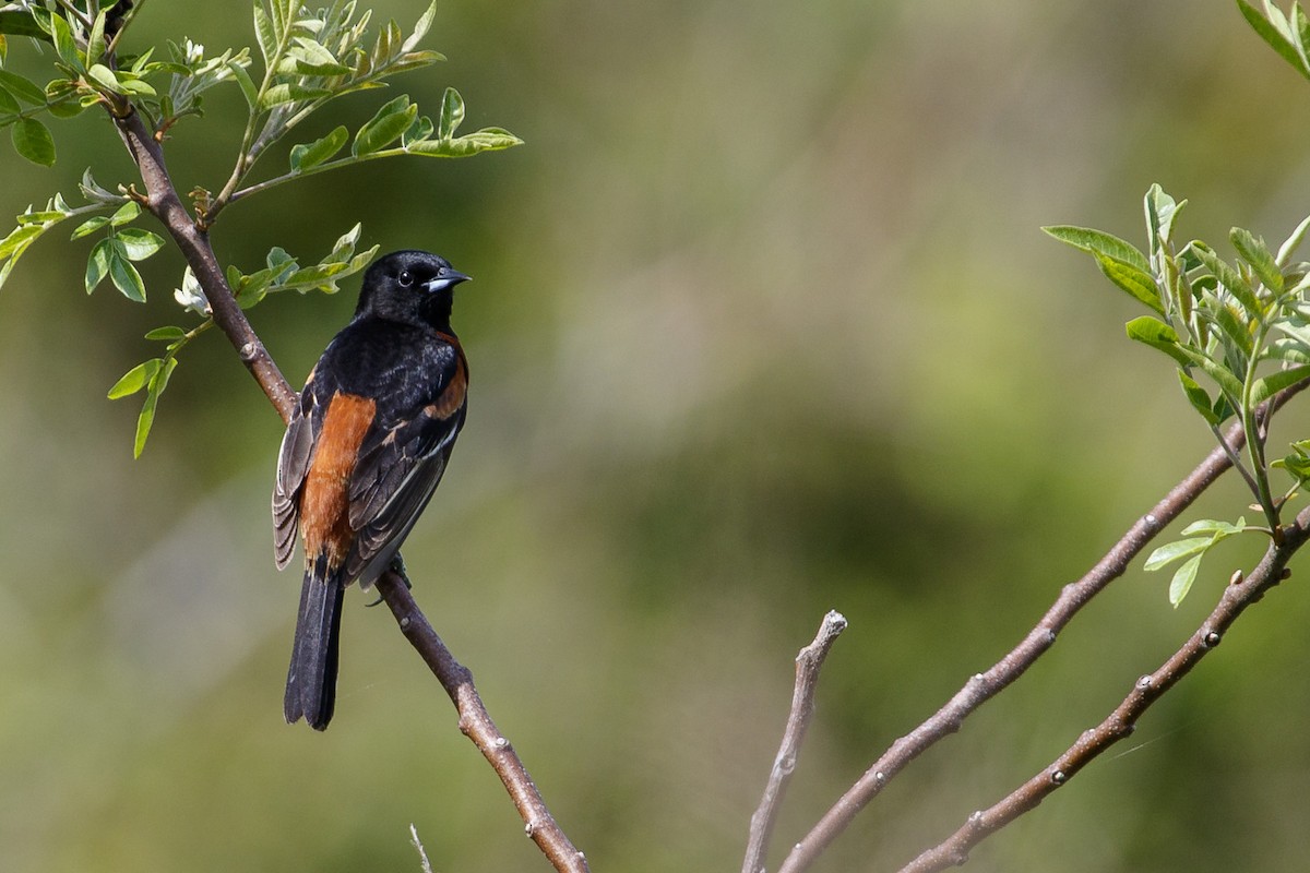 Orchard Oriole - ML102038101