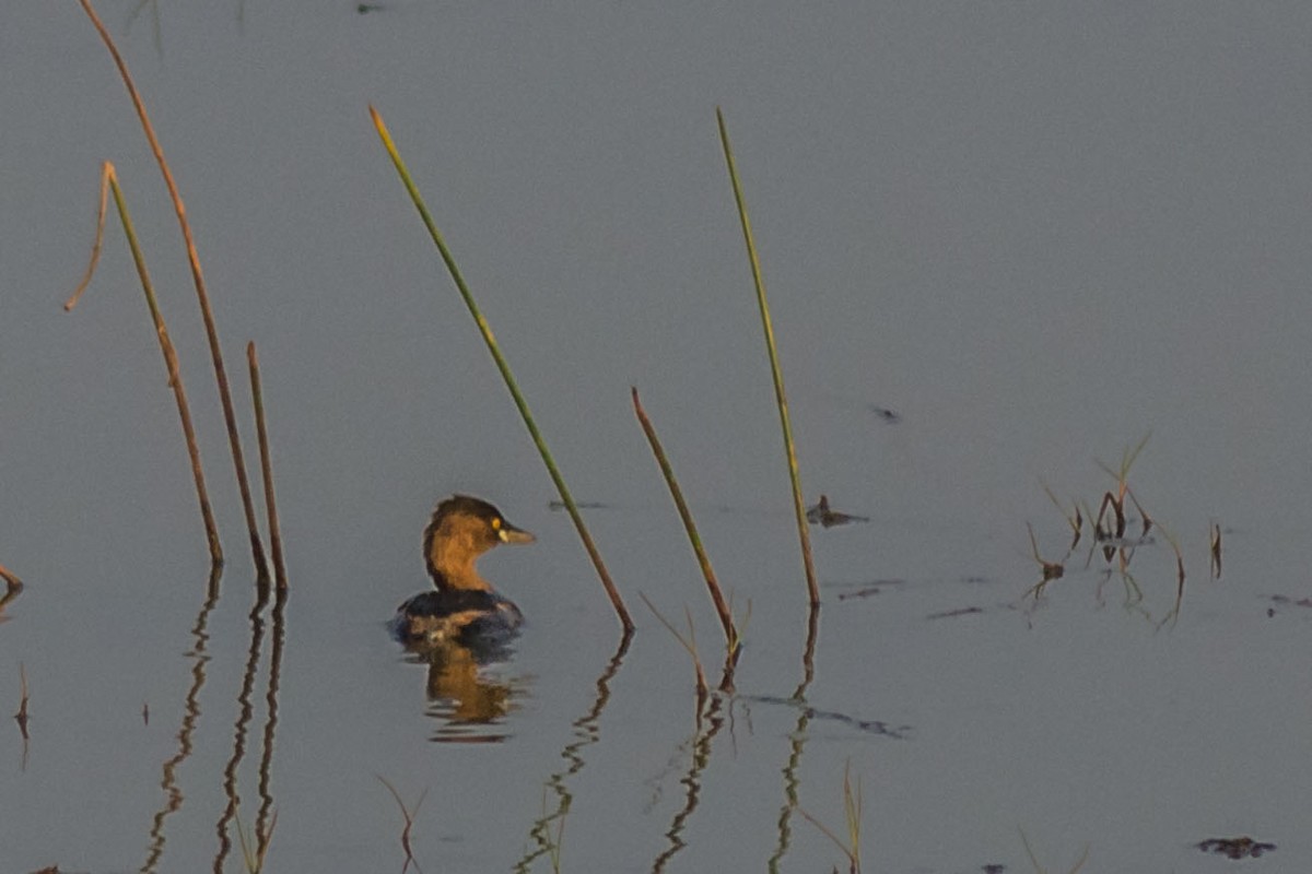 Little Grebe - Debjyoti Dasgupta