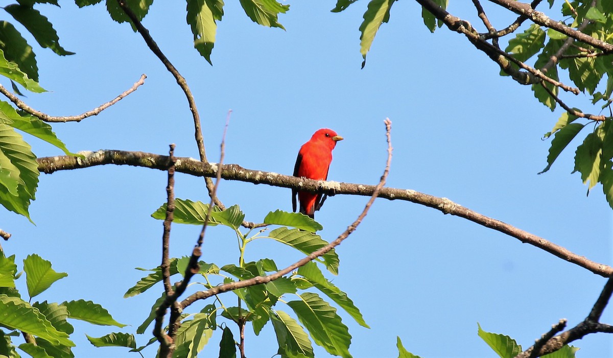 Scarlet Tanager - ML102039521