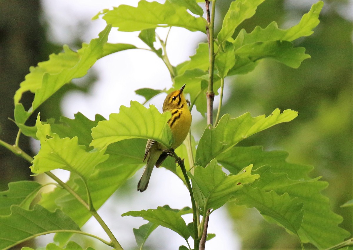 Prairie Warbler - ML102039631