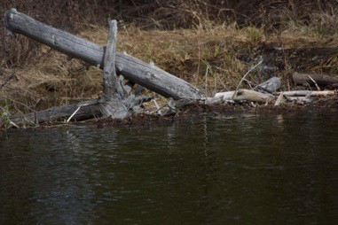 Spotted Sandpiper - ML102039951