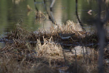 Solitary Sandpiper - ML102040001