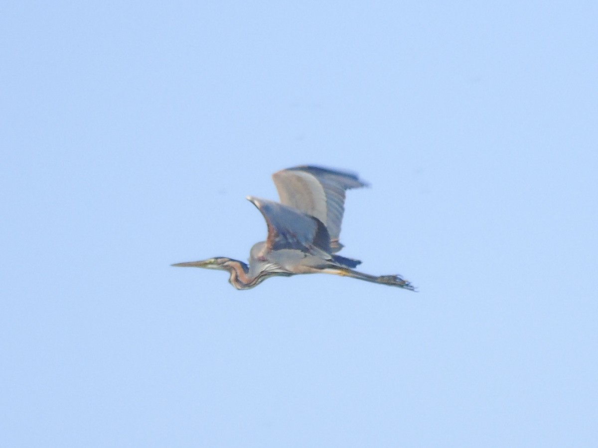 Purple Heron - ML102041111